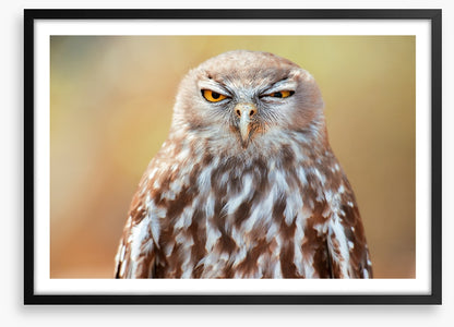 Barking owl wink