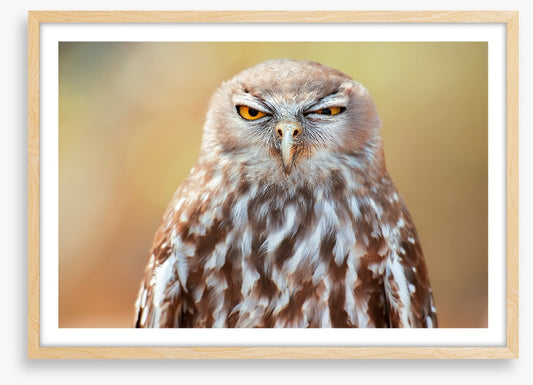 Barking owl wink