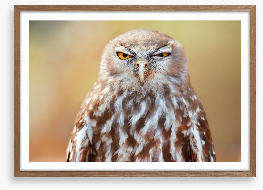 Barking owl wink