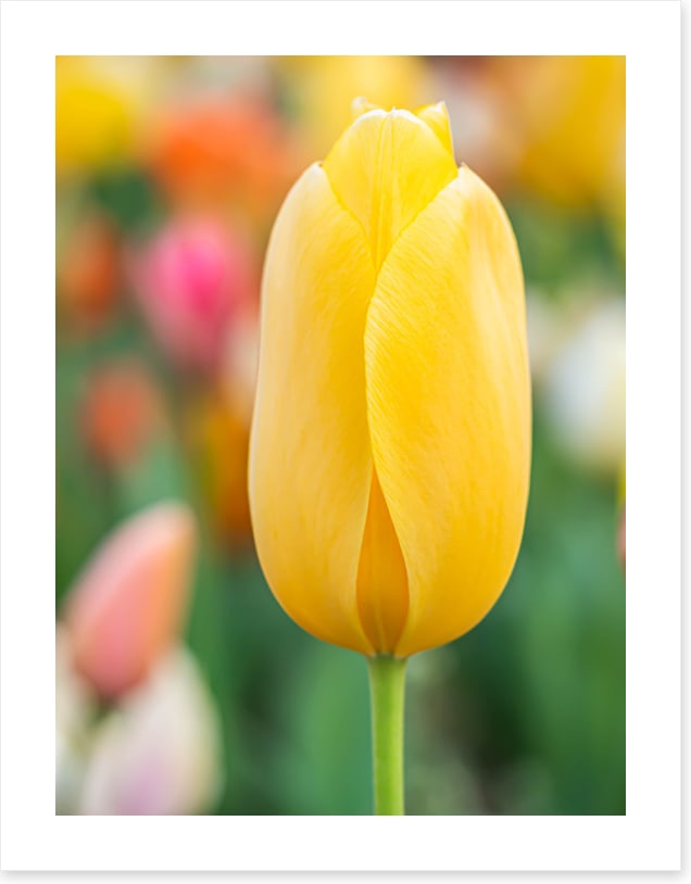 Sunshine tulip