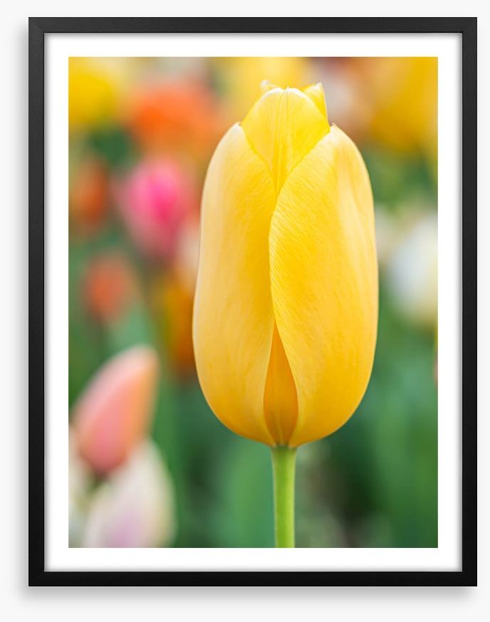 Sunshine tulip