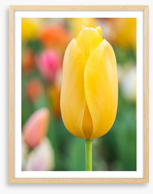 Sunshine tulip