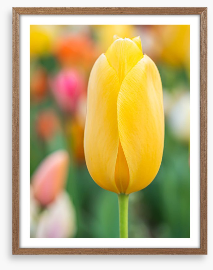 Sunshine tulip