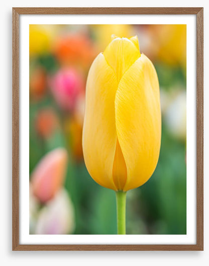 Sunshine tulip