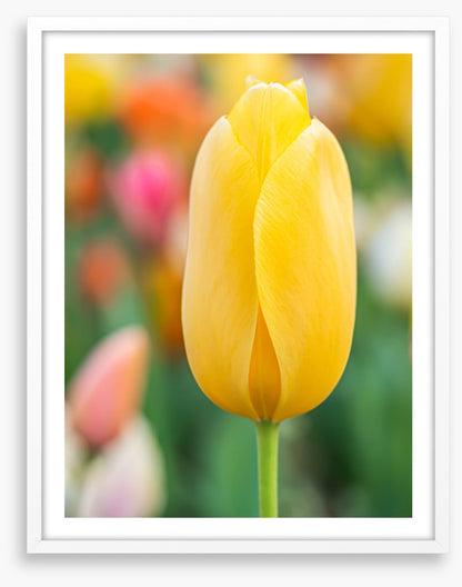 Sunshine tulip