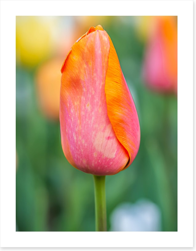 Lonely tulip
