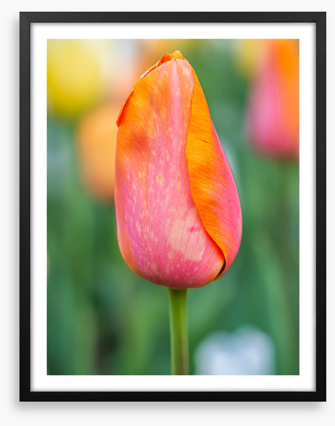 Lonely tulip
