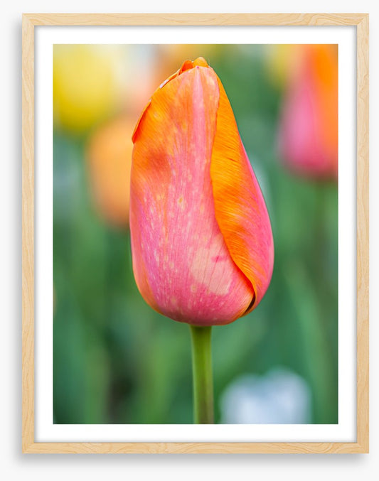 Lonely tulip