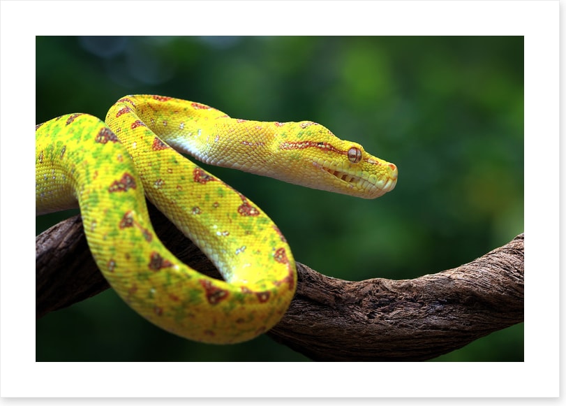 Reptiles / Amphibian