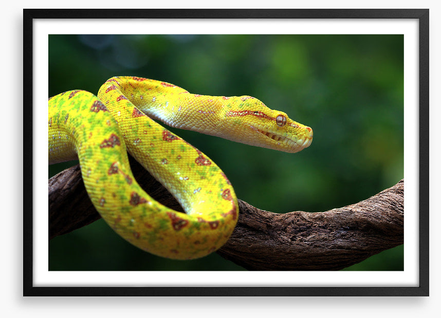 Reptiles / Amphibian