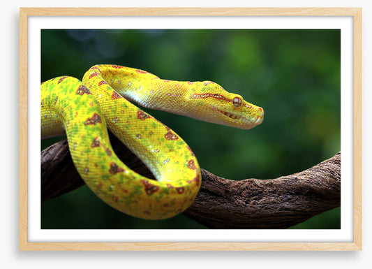 Reptiles / Amphibian