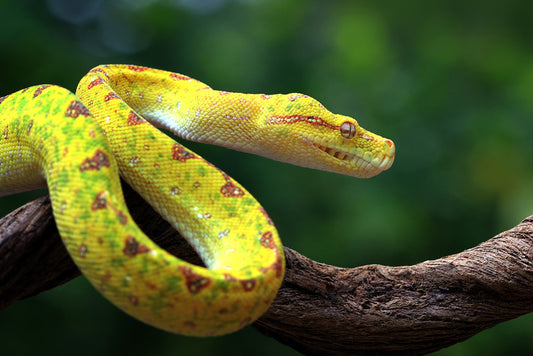 Reptiles / Amphibian