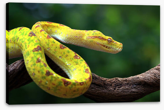 Reptiles / Amphibian