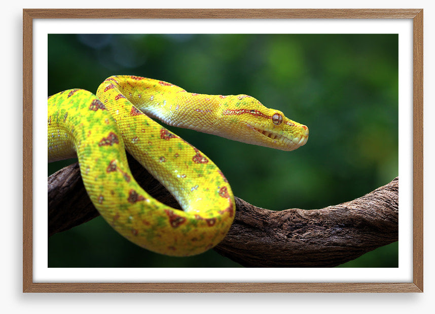 Reptiles / Amphibian