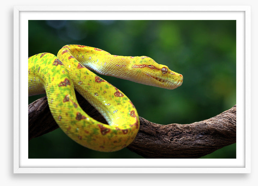 Reptiles / Amphibian