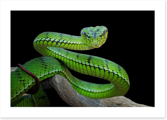 Vivid green viper
