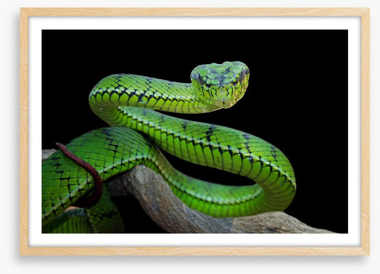 Vivid green viper