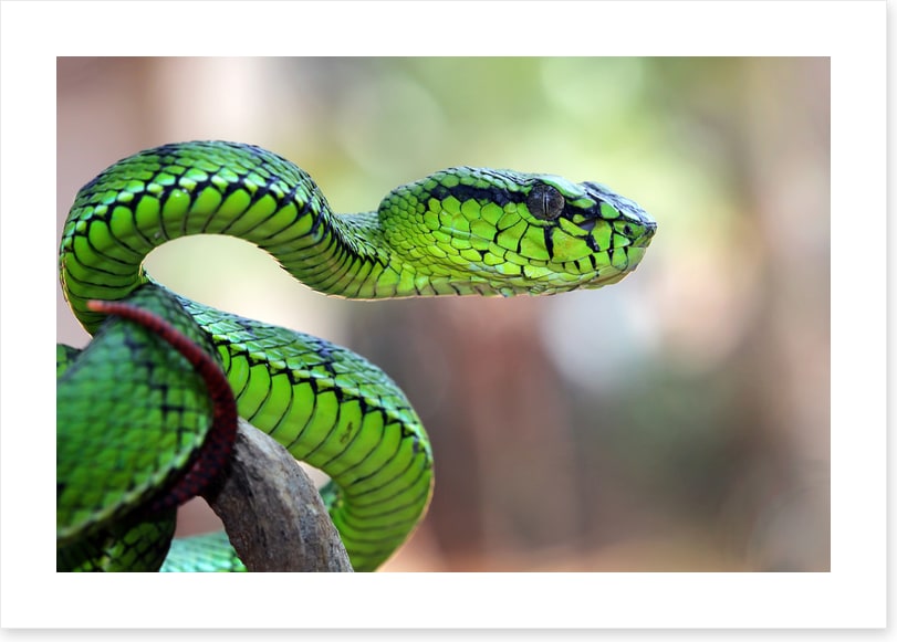 Reptiles