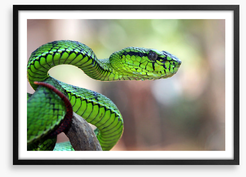 Reptiles