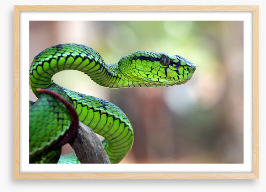 Reptiles
