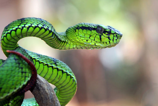 Reptiles