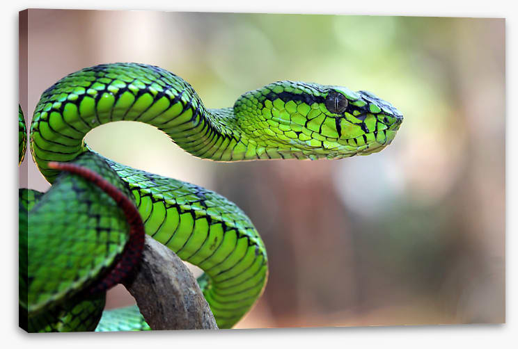 Reptiles