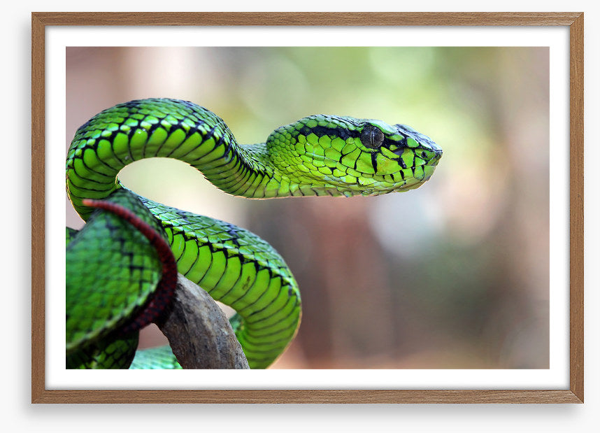 Reptiles