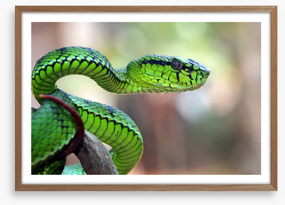 Reptiles