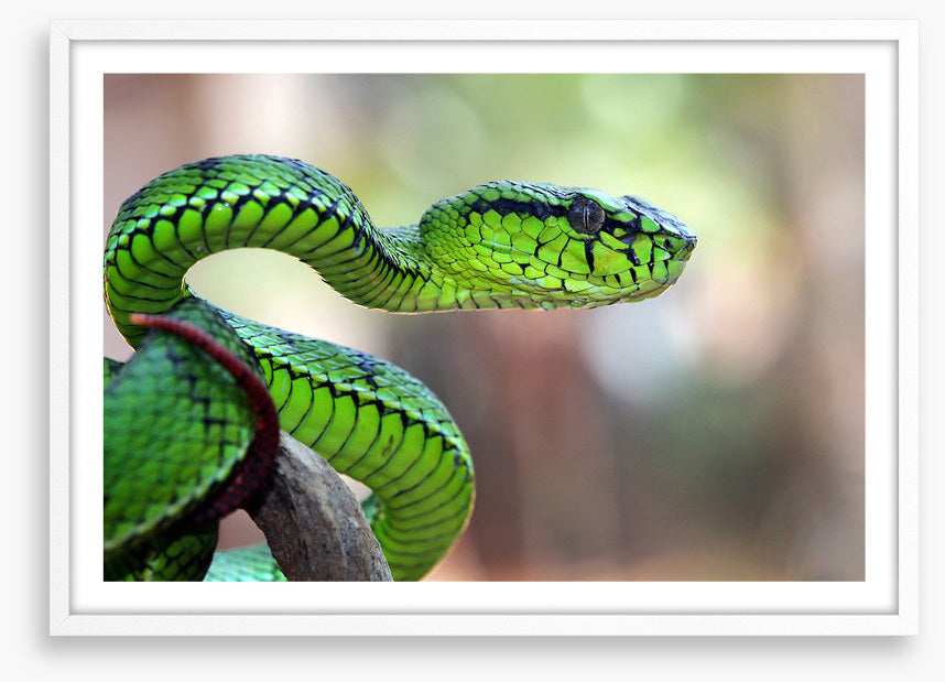 Reptiles