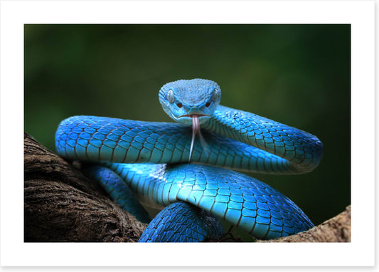 Blue insularis