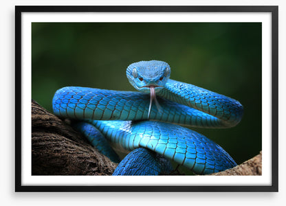 Blue insularis