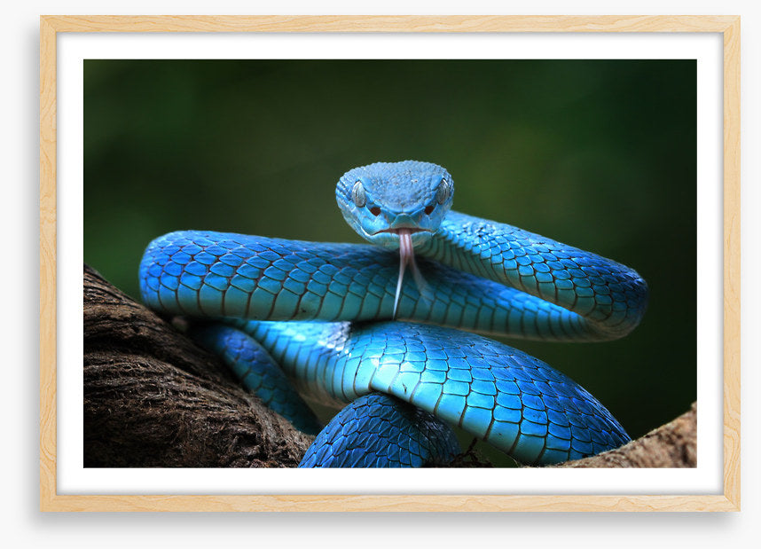 Blue insularis