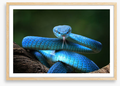 Blue insularis