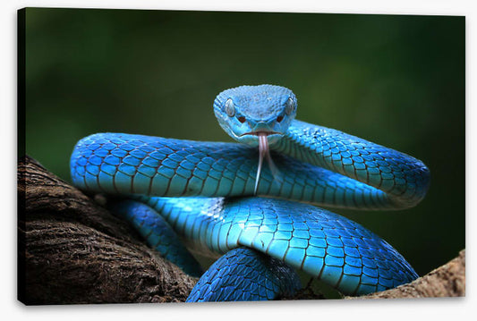 Blue insularis