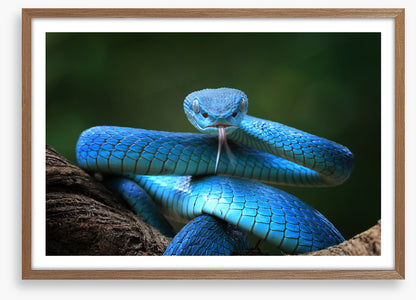 Blue insularis