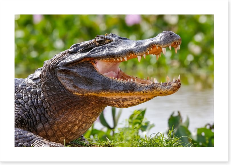 Black caiman smile