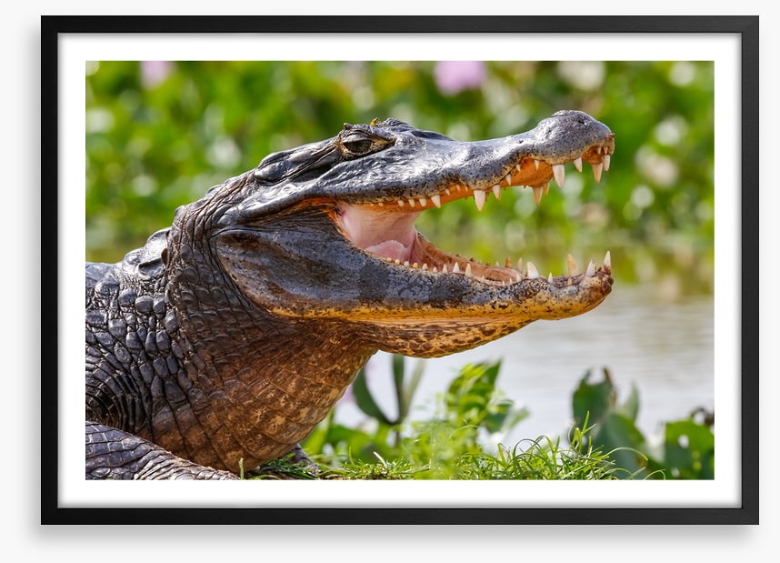Black caiman smile