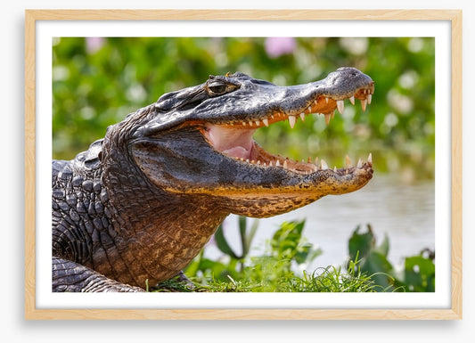 Black caiman smile