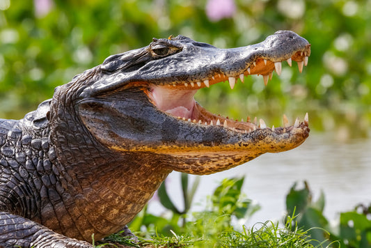 Black caiman smile
