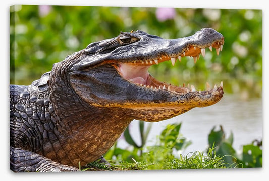 Black caiman smile