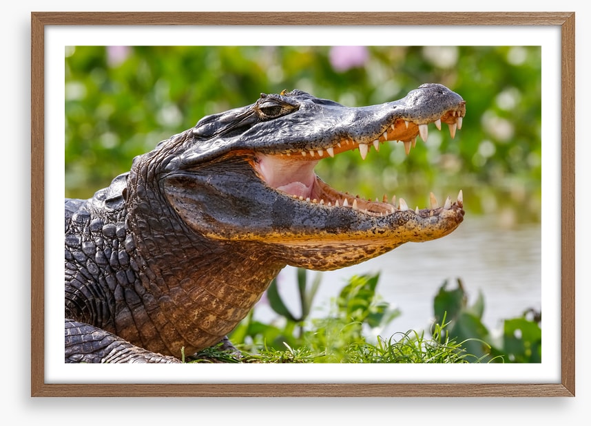 Black caiman smile