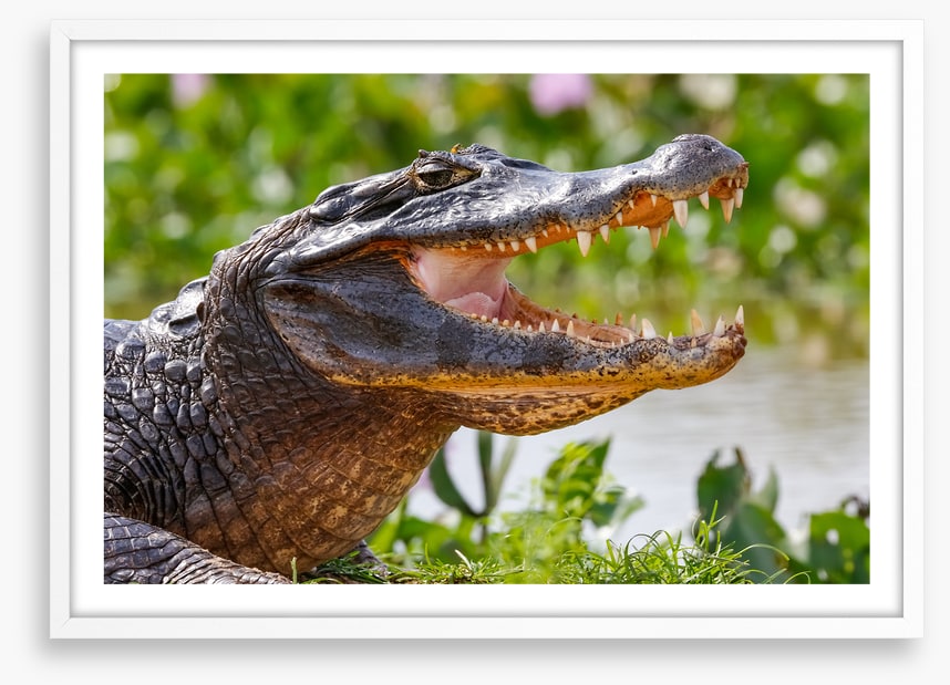 Black caiman smile