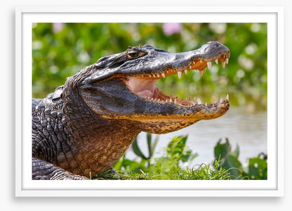 Black caiman smile