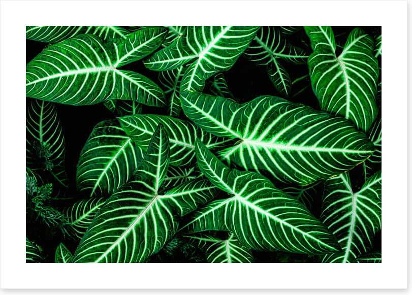 Frondly