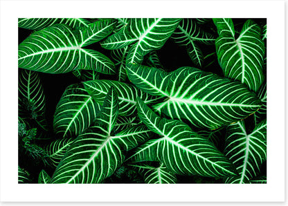 Frondly