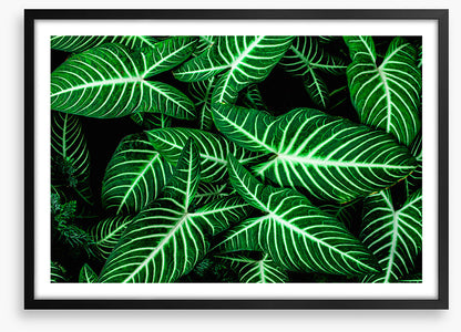 Frondly