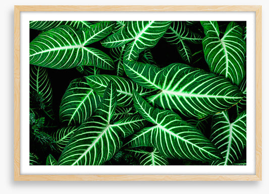 Frondly