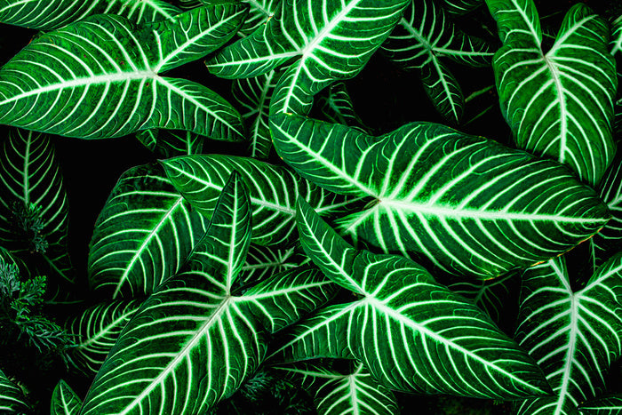 Frondly