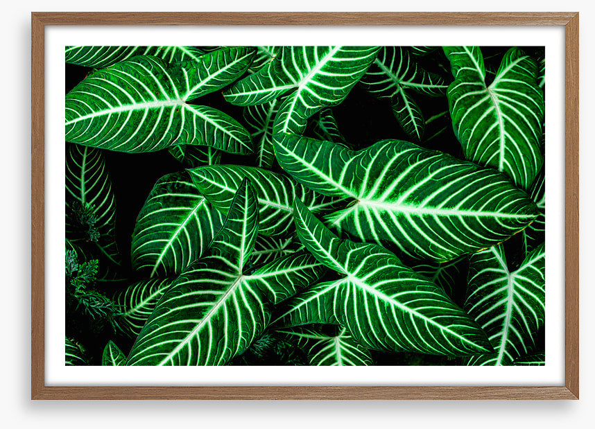 Frondly