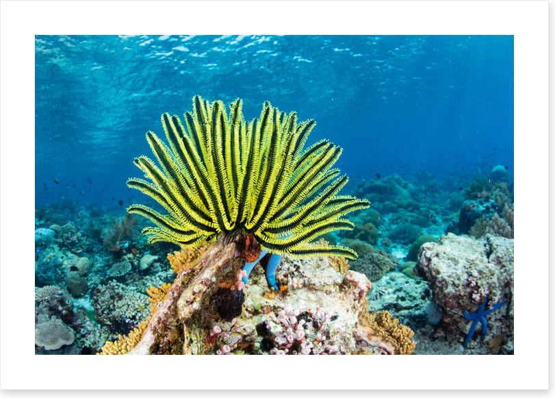Yellow crinoid fan